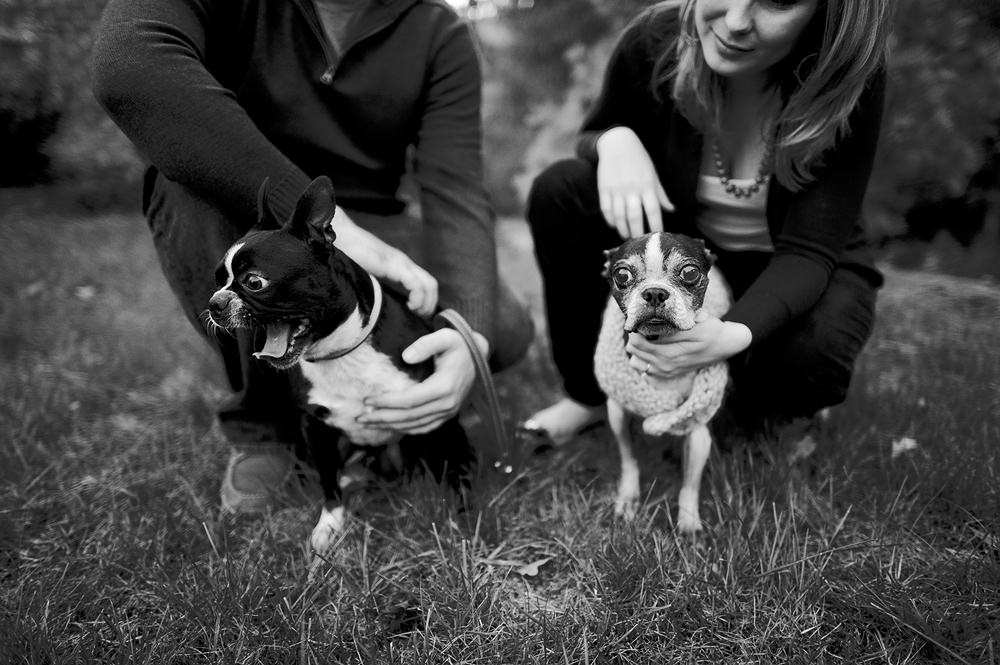 Cute Boston Terriers making faces while their parents give them scritches.