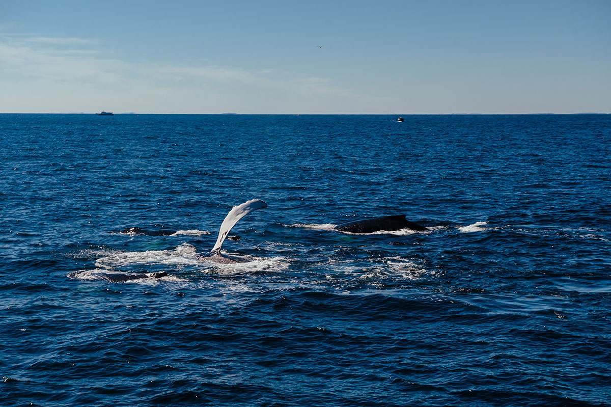 must see hyannis whale watching cruise in september