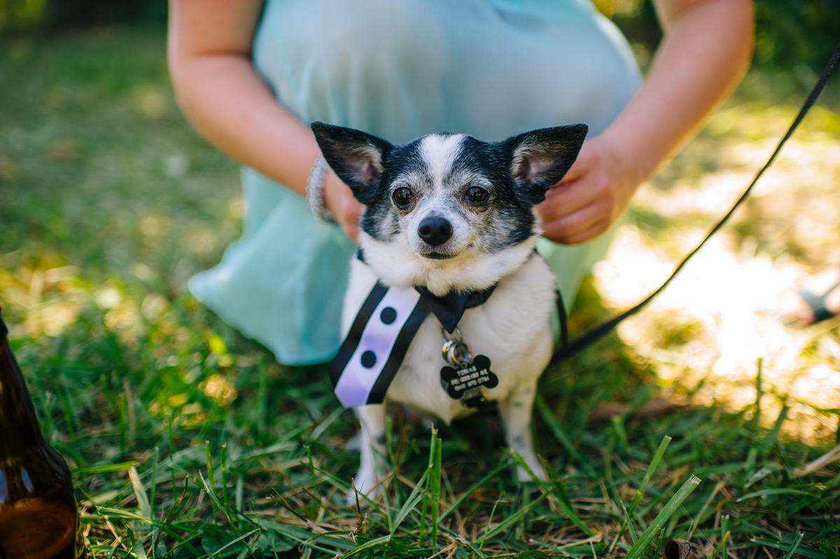 cute chihuaha at wedding tux collar