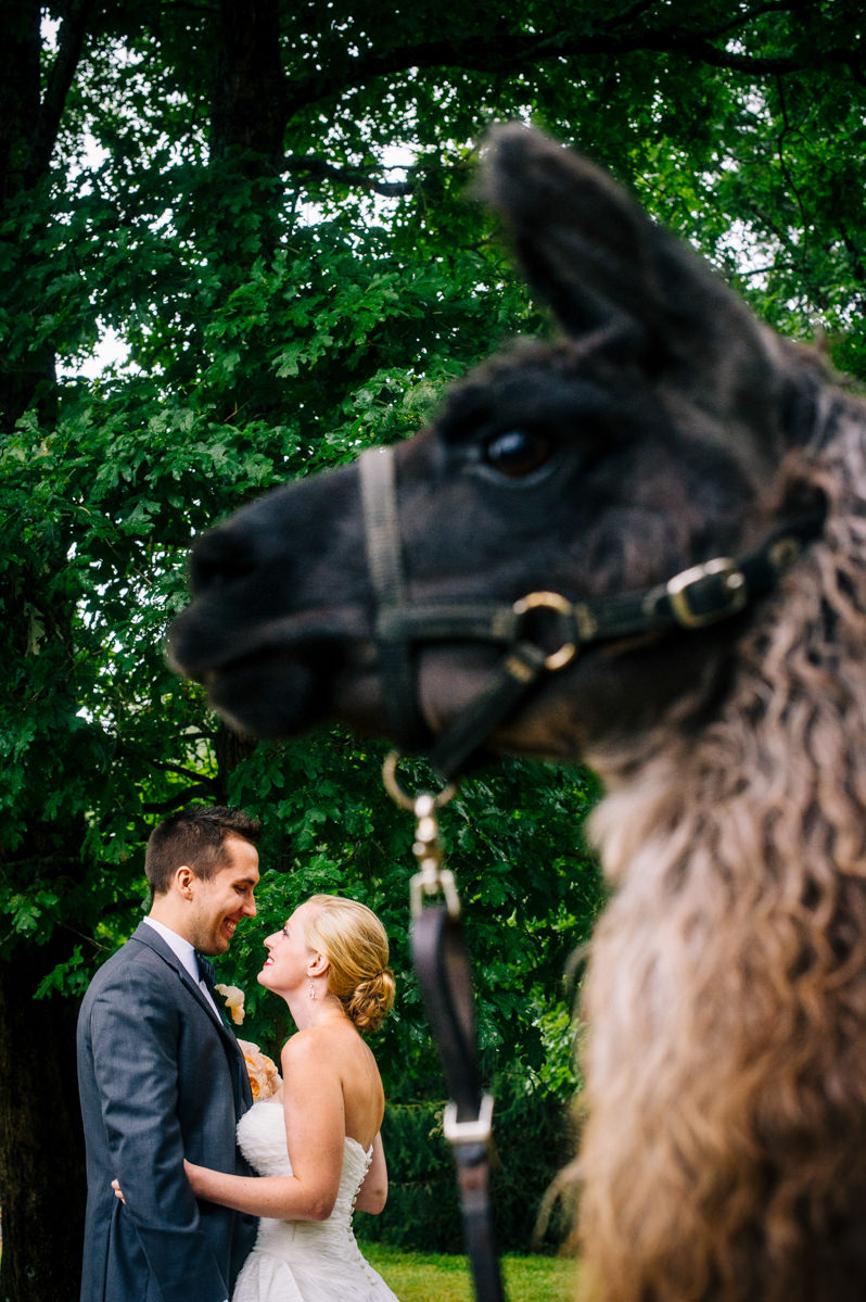 bride and groom with llama