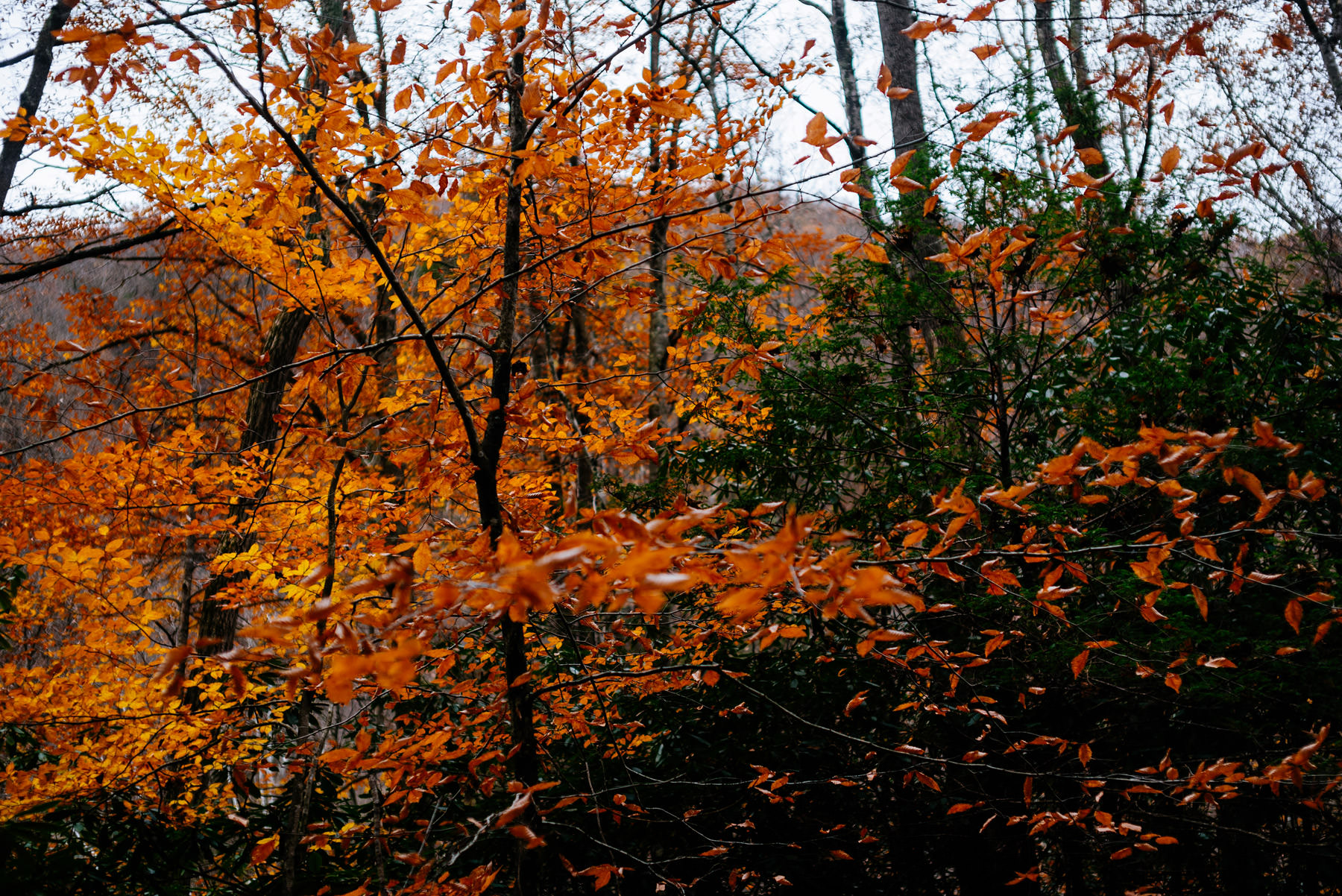 fall foliage in west virginia