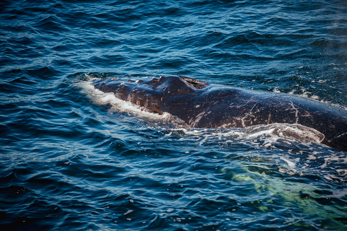 hyannis whale watching tour