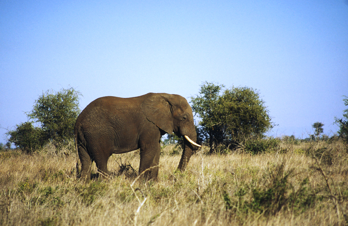 kruger national park south african elephant photo by emily porter