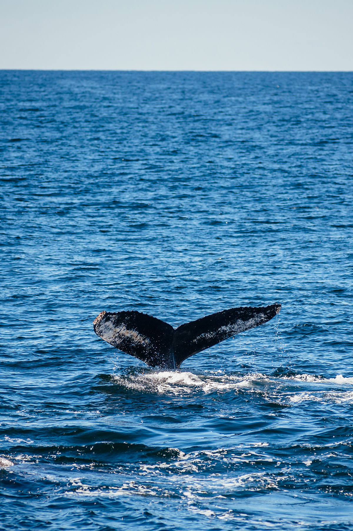 hyannis whale watching tour in september