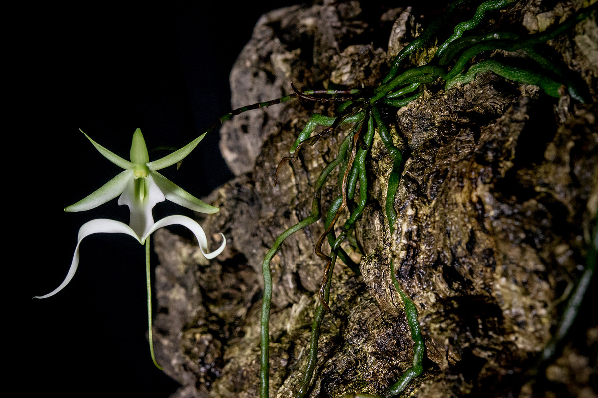 rare ghost orchid charleston wv