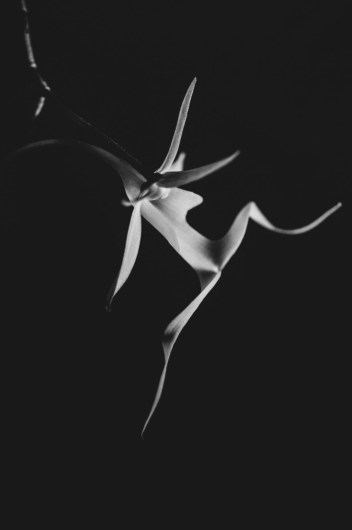 rare ghost orchid charleston wv1
