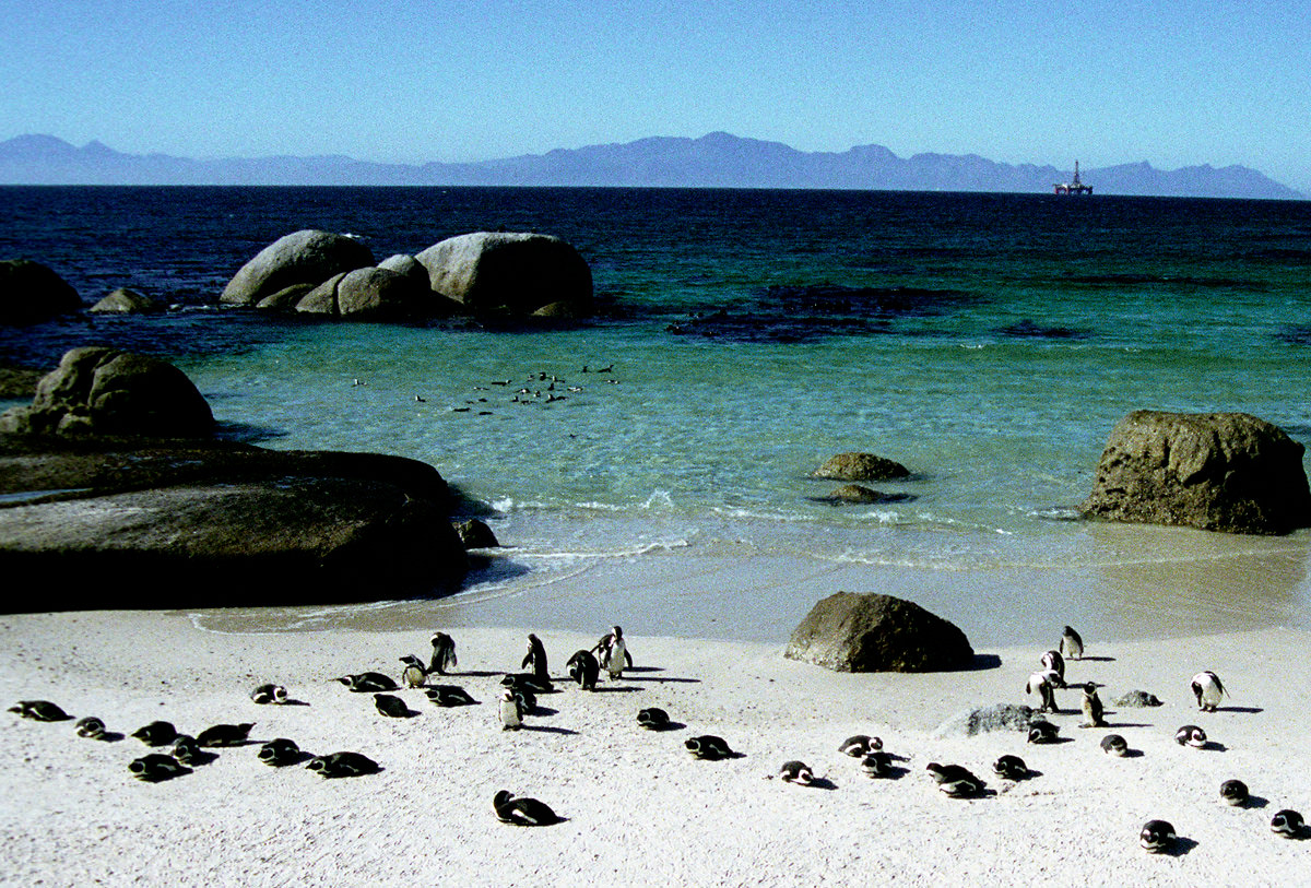 penguins at boulders beach south africa