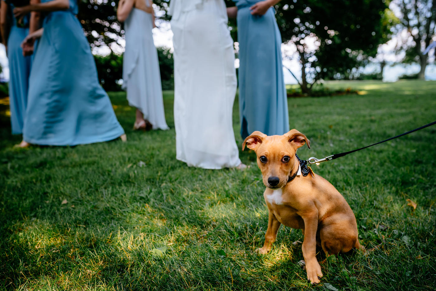 wedding ceremonies with puppies