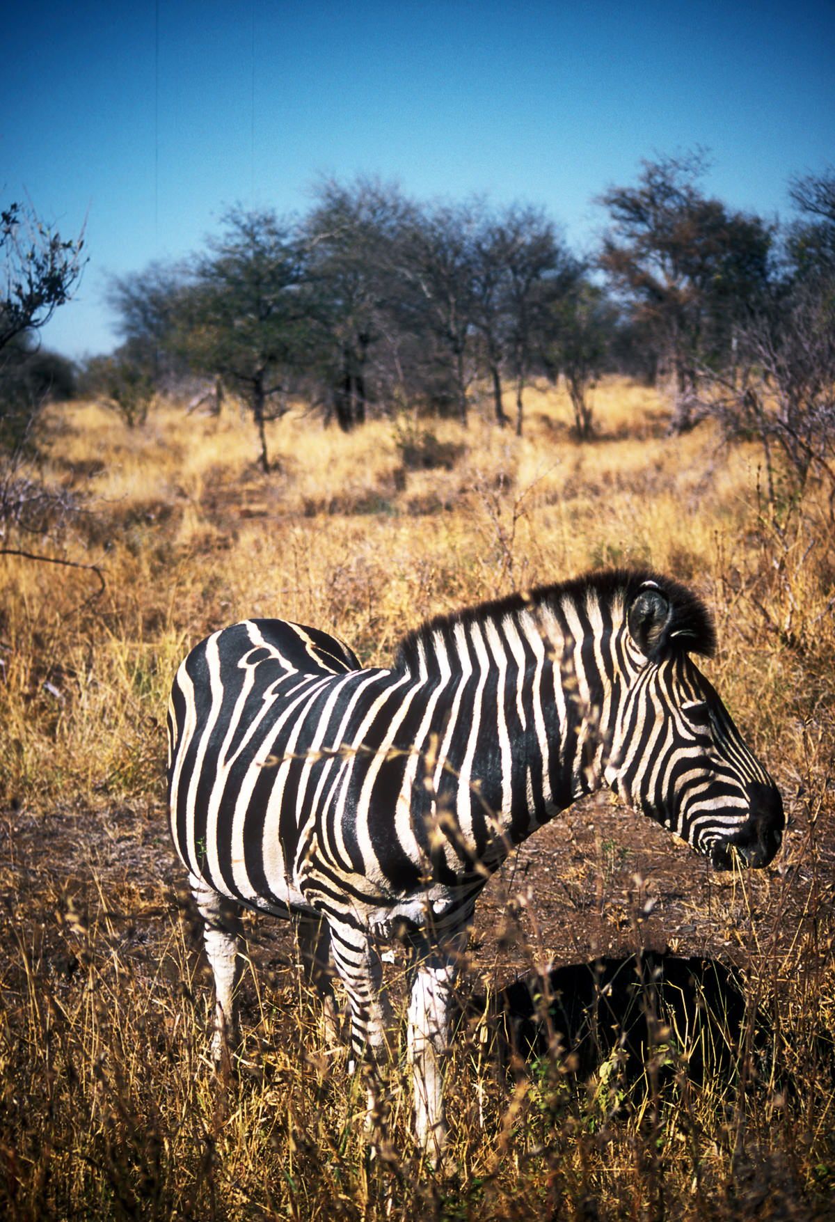 zebra at kruger