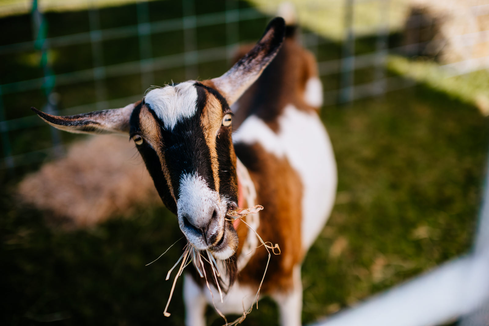 hungry goat eats straw wv farm wedding