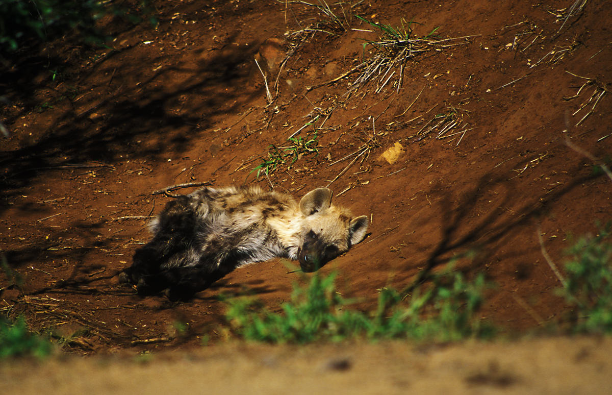 hyena at kruger