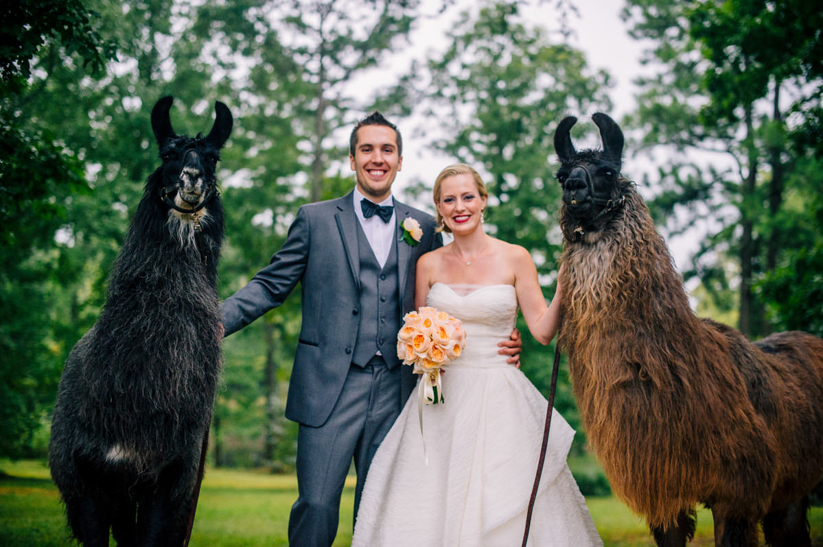 bride and groom with llamas