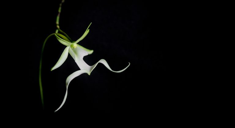 Maria & Aaron’s Rare Ghost Orchid