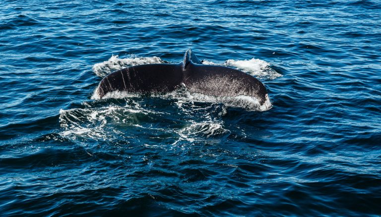 Our Cape Cod Whale Watching Trip