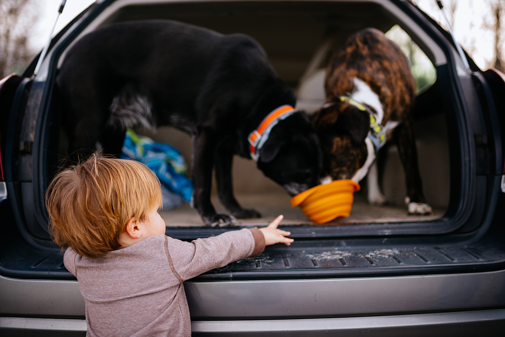 toddler with best friends dogs wv