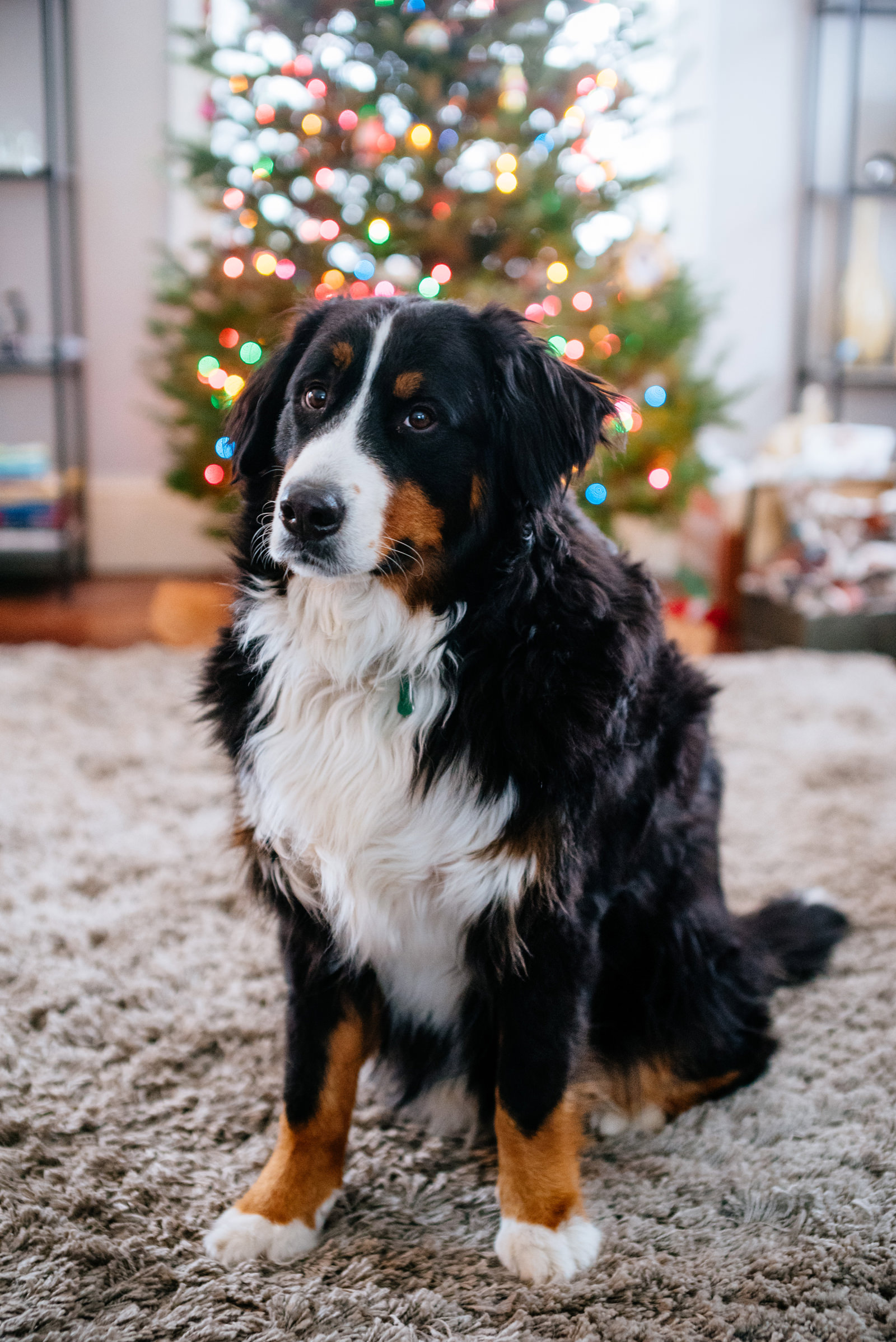 holiday family photos festive christmas doggo