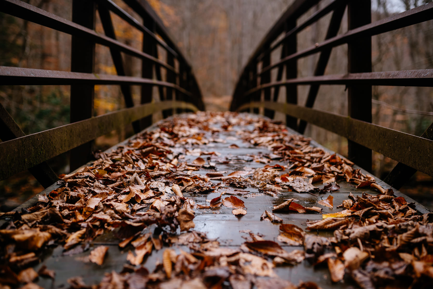 bridge covered in fall leaves wv