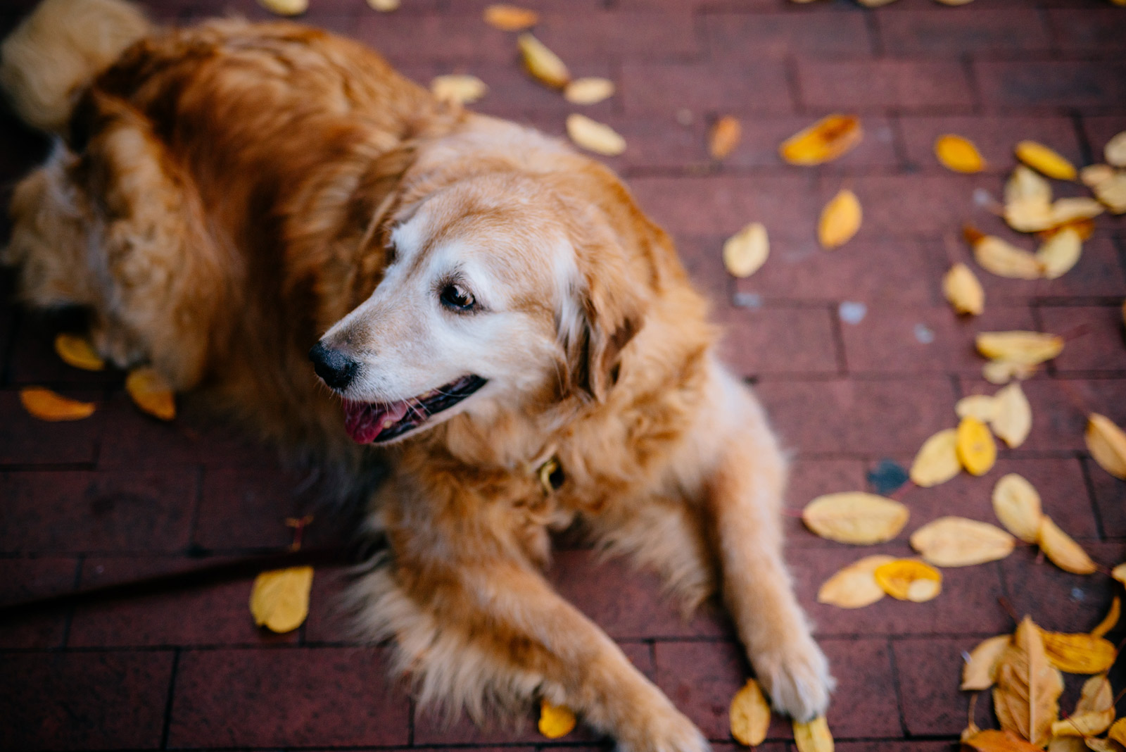 golden retriever dog resting on autumn leaves downtown charleston wv