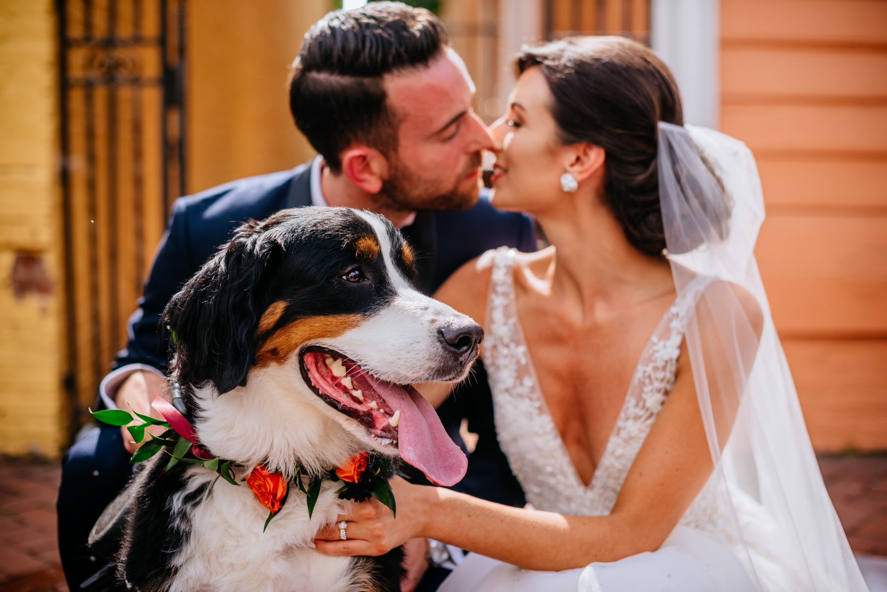 bernese mountain dog at wedding