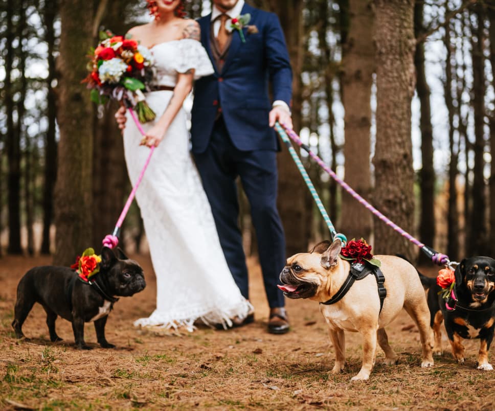 A bride in a lace dress and a groom in a navy suit hold leashes of three adorable dogs with floral collars in a serene pine forest.