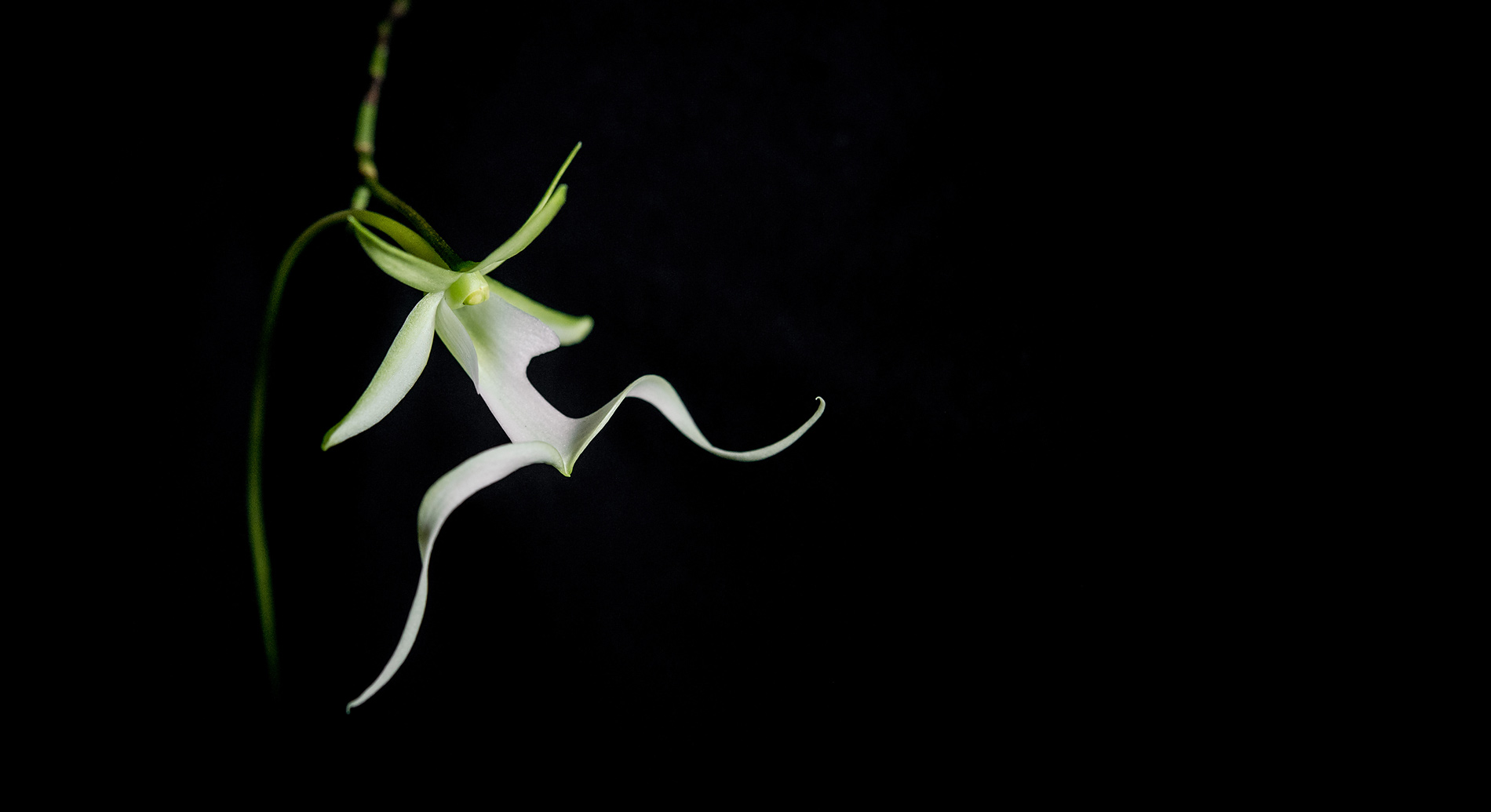 rare ghost orchid charleston wv