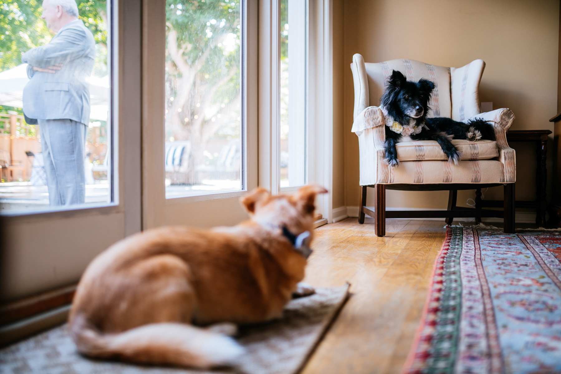 dogs in dining room