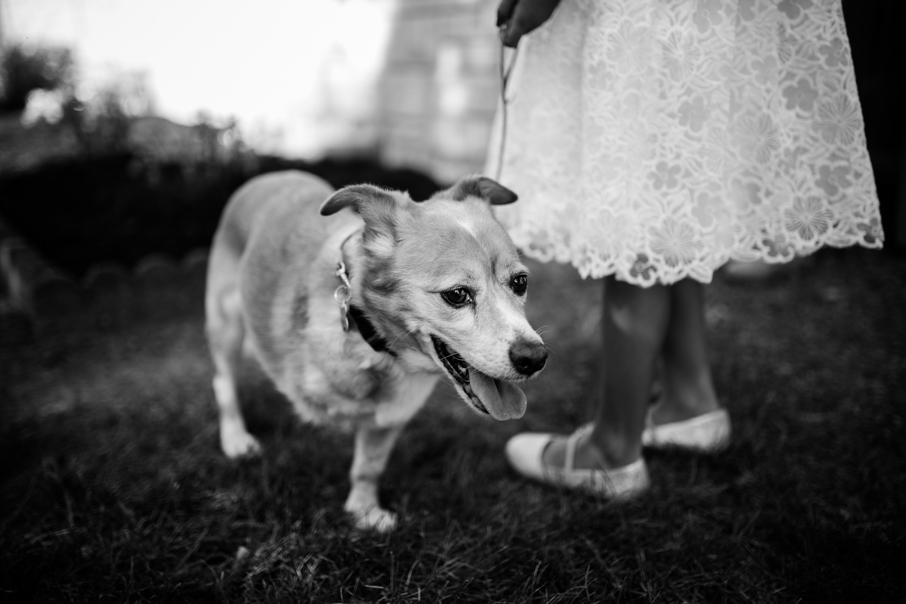 tripod dog at wedding